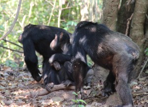 Titan, Fundi and Frodo looking at red colobus monkeys, deciding whether to hunt.