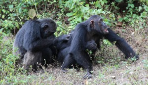 Frodo grooming his daughter Glitter (June 2012).