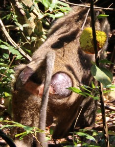 Back side of a male baboon