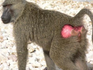 Female baboon at Gombe with bright red pregnancy sign.