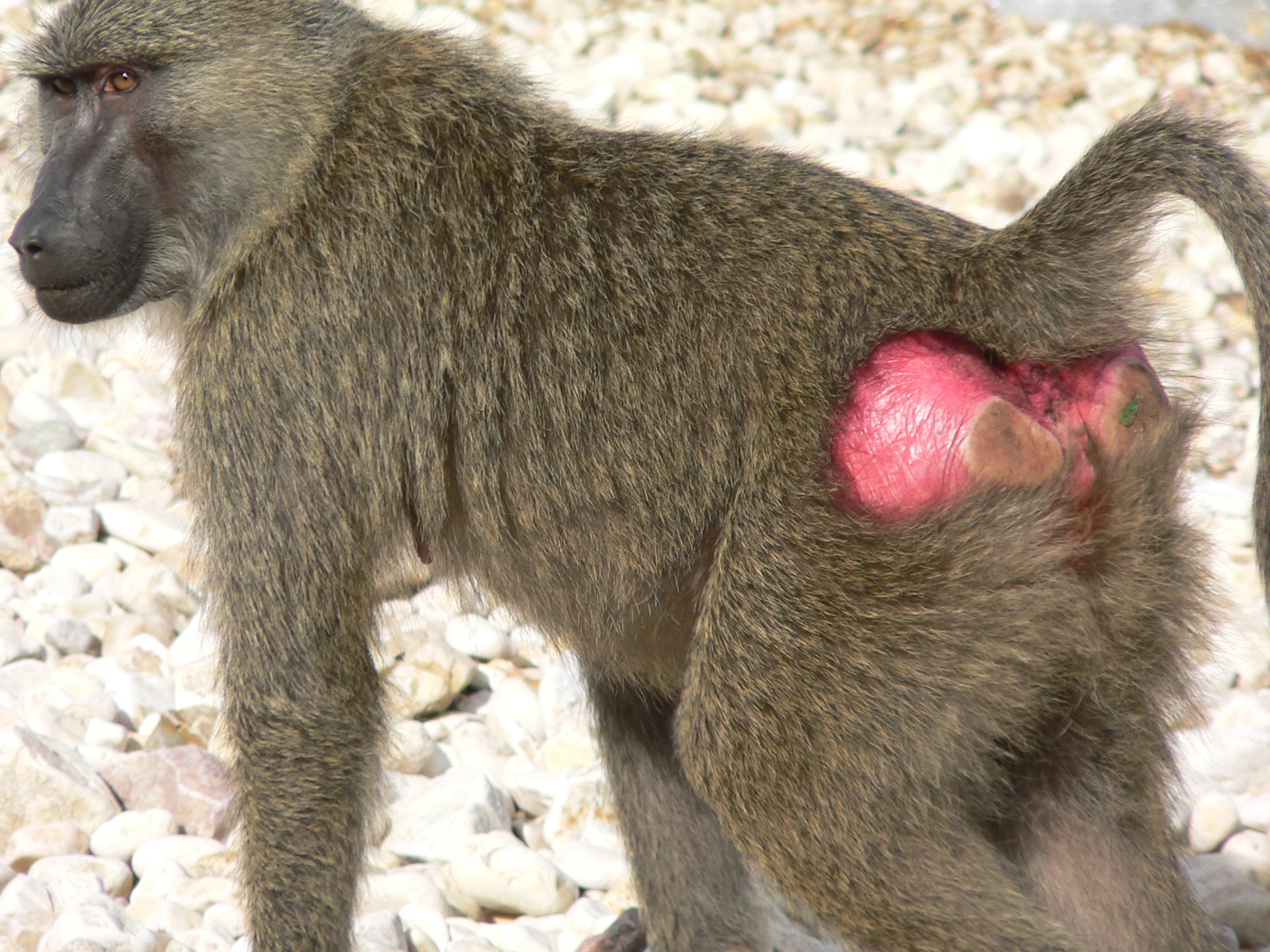 Babons With Girl Porn - Green Porno and Disgust | monkey business