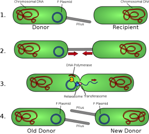 http://en.wikipedia.org/wiki/File:Conjugation.svg