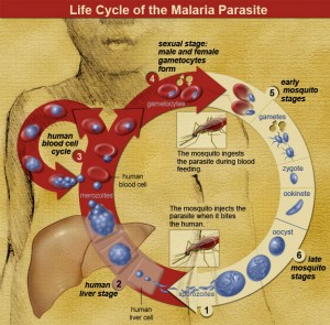 Malaria parasite life cycle. From: http://www.niaid.nih.gov/topics/malaria/pages/lifecycle.aspx