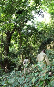 Ashaabu and Deus below a chimp nest.