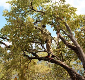 Ashaabu collecting Msongati fruits.