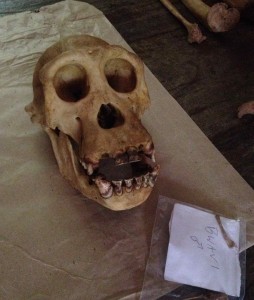 Skull from a male chimpanzee found dying in Kalande in 1994 or 1995.