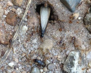 Termites emerging from the nest