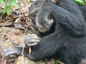 Freud eating termites  (02 Nov 2006)