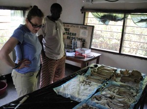 Rebecca and Deus examining the bones of Freud the chimpanzee