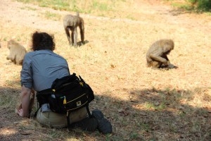 Rebecca and baboons collecting grass samples