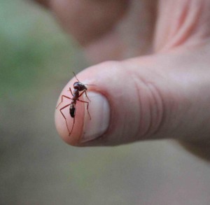 Army ant soldier biting Rob's thumb.