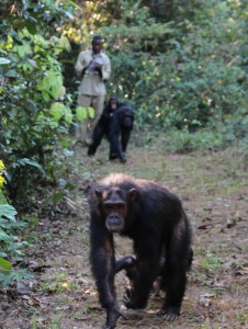 Amri collecting data on the twins, Gitter and Golden, and their babies, Gossamer and Glamour.