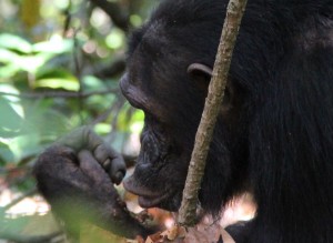 Golden eating termites from her hand. (11 June 2014)