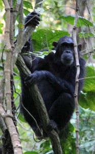 Flirt climbing down from her feeding tree.