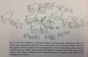 Illustration of a baboon troop progression from Hall & Devore (1965)