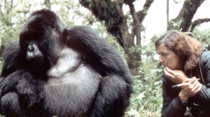 http://eden.uktv.co.uk/gorilla-revisted-david-attenborough/gallery/photos-gorilla-revisted-david-attenborough/#4 