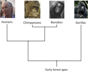 Human family tree