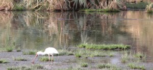 African Spoonbill with crocodile lurking in background.