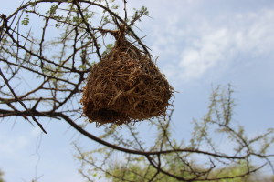 Weaver bird nest