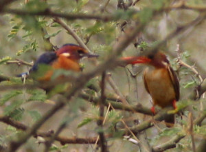 2015-08-11 Malachite kingfishers A