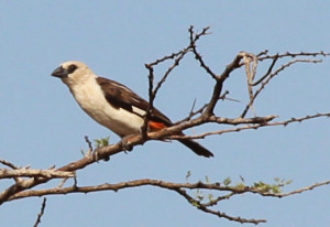 White Headed Buffalo Weaver