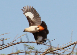 White Headed Buffalo Weaver in Flight