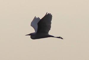 2015-08-15 Egret flying white