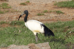 2015-08 Sacred Ibis