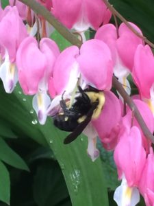 Bumblebee sipping nectar from a bleeding heart flower.