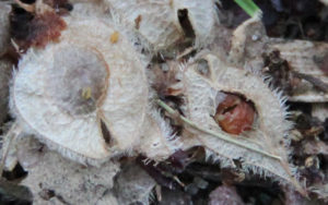 Close-up of elm seeds, showing their cunning little hooks for clinging onto seed dispersers. The seed on the right appears to have been killed already, perhaps by a predator.