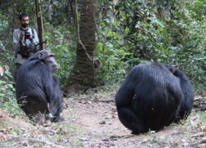 Researcher with chimpanzees