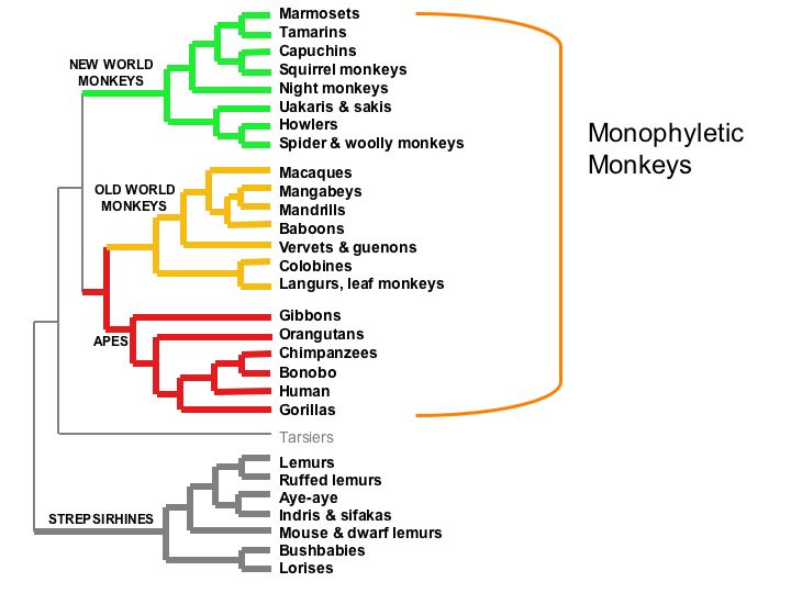 Taxonomic definition of ape